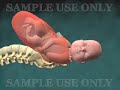 3D Medizinische Animation: Normal Vaginal Geburt mit der Halswirbelsäule Auslöschung und Erweiterung (Dilatation)