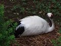 Red-crowned Crane-1 Good night, baby.