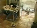 鳥