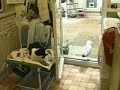 鳥