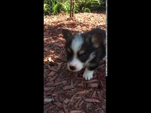 AKC Tri Colored Pembroke Welsh Corgi puppy