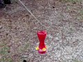 hummingbirds attract my cat
