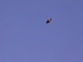 Ufo di Cusago-Trezzano (Milano)