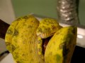 Just a quick look at the chondros
