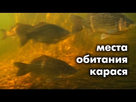 в каких местах на пруду ловить карася в каких местах на пруду ловить карася