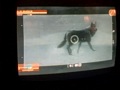 Wolf Photographer on MGS4