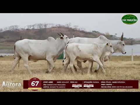 4� De Olho na Fazenda - NELORE AURORA participa��o Chico Paulic�ia