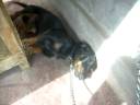 perros salchicha