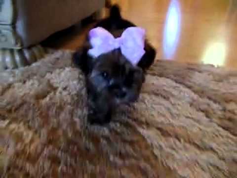 Maddy...Beautiful Shorkie !!!
