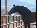 Chiquillo II Video 04/08/09