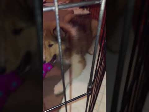Jenny Plays With Toys