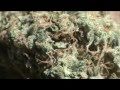 The CCC - Episode 5: Headband Strain Review / Granny Purps Edible Reviews