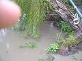 TARUCHA EN EL CAMPO