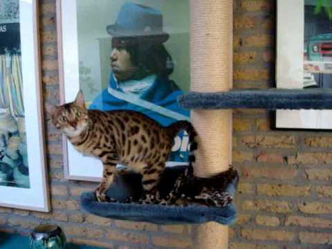 bengaalse tijgerkat - Onze Bengaalse kat Cahira is 6,5 week zwanger. Rond 12 november 2008 verwachten wij kittens in Cattery de Bernaville. Our Bengal Cat Cahira is pregnant.