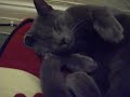 Snoozing Russian Blue Cat