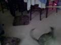 2009-01-01 | funny cats ~> so totally weird ... (01:01)
