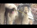 Wy?cigi Psich Zaprz?g�w Mys?owice 2008