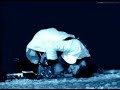 Muse-Con-science