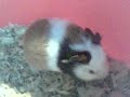 4th day   guinea pig babies having greens小葵鼠吃青菜