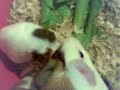4th day   guinea pig babies having greens小葵鼠吃青菜