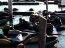 Sea lions au Pier 39 Sea lions au Pier 39