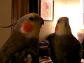 Mouse Munson usual chatter (very cute!) - cockatiel singing Mouse Munson usual chatter (very cute!) - cockatiel singing