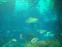 Acquario di Barcellona Acquario di Barcellona