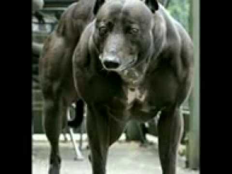 Esteroides para engordar perros