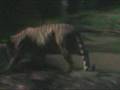 Singapore Night Safari - Tiger