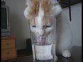 強引にグラスの水を飲むポッケ