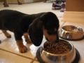 Osky, the miniature dachshund