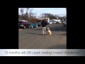 10-months old! 4th Lesson! K9 Training Virginia, Maryland,