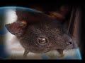 How did I miss the Space Bat Meme? Hilarious reaction to a bat that tried to hitch a ride on the side of the space shuttle: http://wi.nr/4B