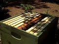 I uploaded a YouTube video -- 10 days With 2nd Hive Body Queen Carmaletta http://youtu.be/IbqEOUhmkCY?a