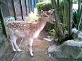 Mel - Lantera Percintaan Mel - Lantera Percintaan