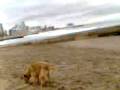 videos de en la playa dps d la fiesta d egresados