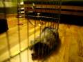 videos de Lucy's First Nap
