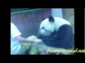 Zoo keeper feeding panda 02