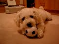 Mia the Toy Poodle Playing Ball
