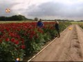 Bloemencorso Zundert over plukken dahlia's