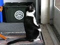 meercat