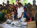 Kerbau Beranak Anak Manusia Kerbau Beranak Anak Manusia