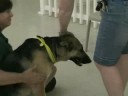 GSDRESCUE.ORG:   Aug 9 adopt-a-thon