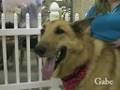 videos de GSDRESCUE.ORG:   Aug 9 adopt-a-thon