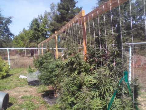 how to grow weed in pvc pipe