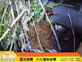 小七星的故事-24小時的生命交集(台北市愛兔協會)