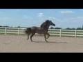 RA Devante - Champion Colt