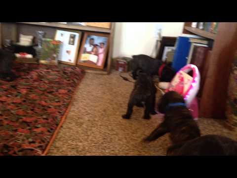 leatherneckcancorso puppies
