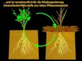 Leben aus dem Boden.wmv