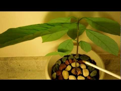 how to transplant a small avocado tree
